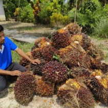 Polda Kalbar Tegaskan Pengawasan Harga Sawit PKS, Petani Harus Terlindungi